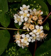 Sorbus sitchensis 16-0880